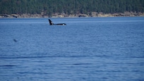 Ocean Ecoventures Whale watching trip