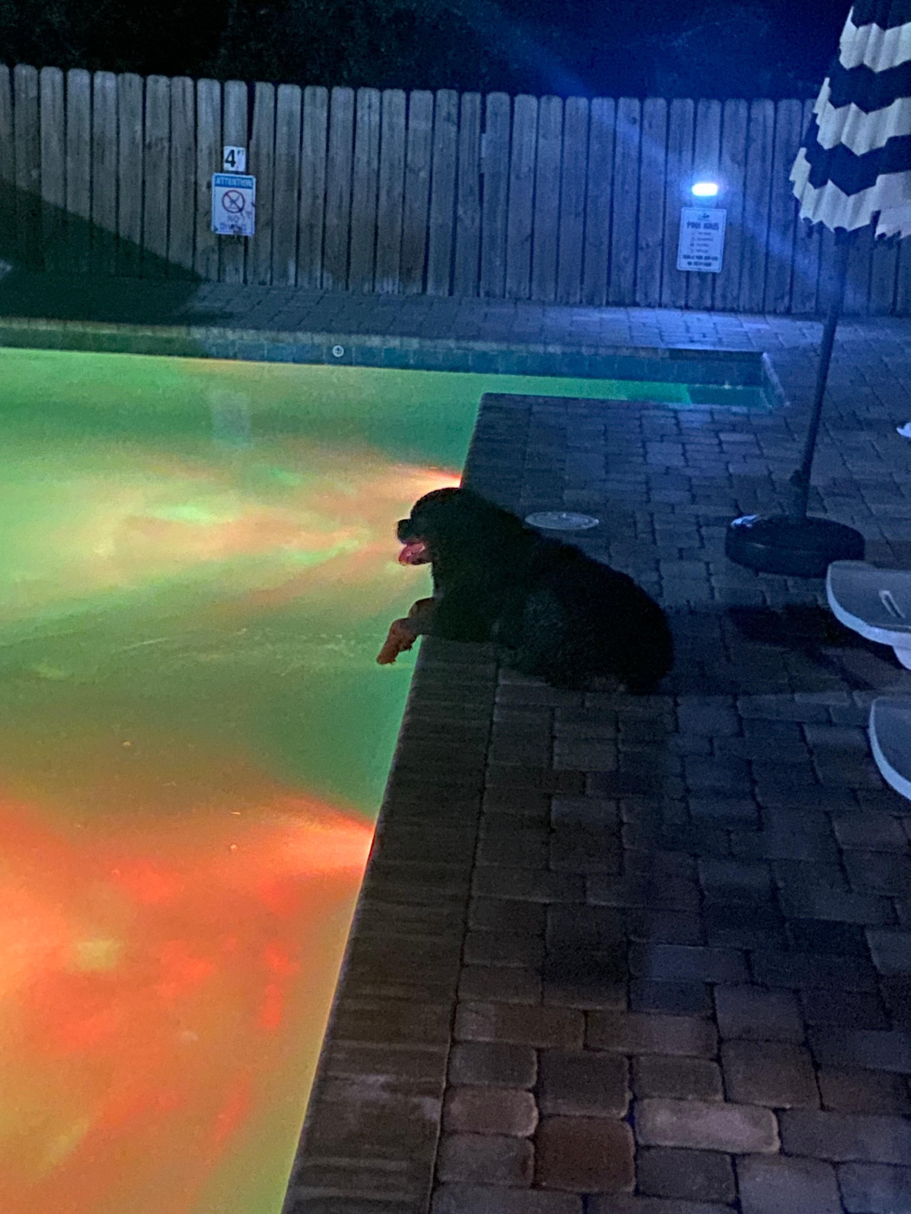 Bella guarding the pool. She likes her front paws over the side!