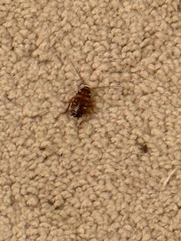 Bugs on the floor coming in from exterior door unsealed