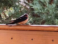 Barn Swallow makes a visit