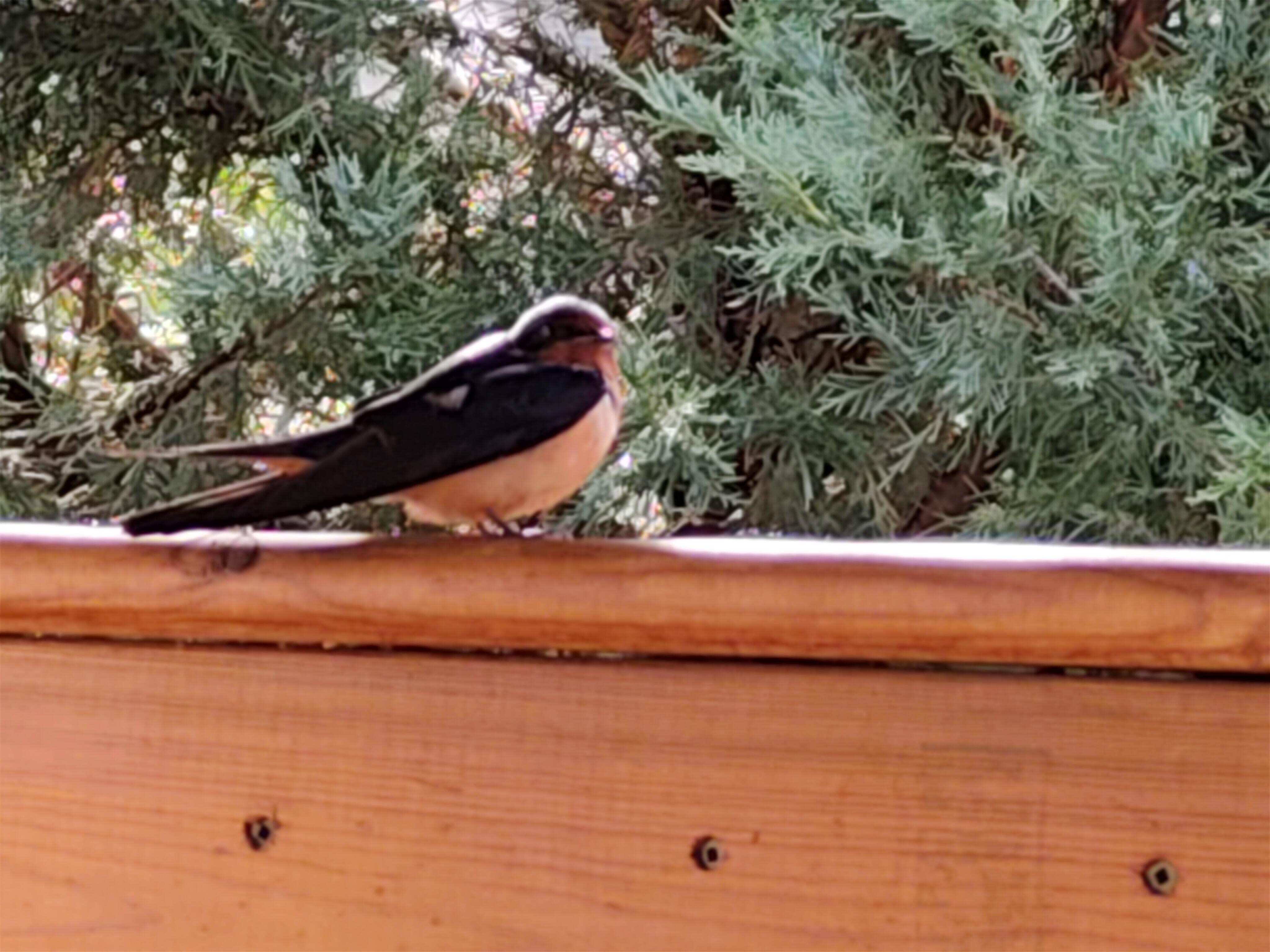 Barn Swallow makes a visit