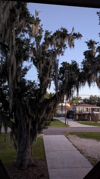 Lovely Spanish moss