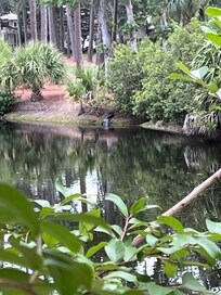 View from the pool overlooking the lagoon and the golf course