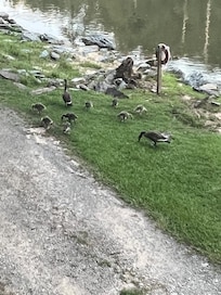 daily visit of geese family