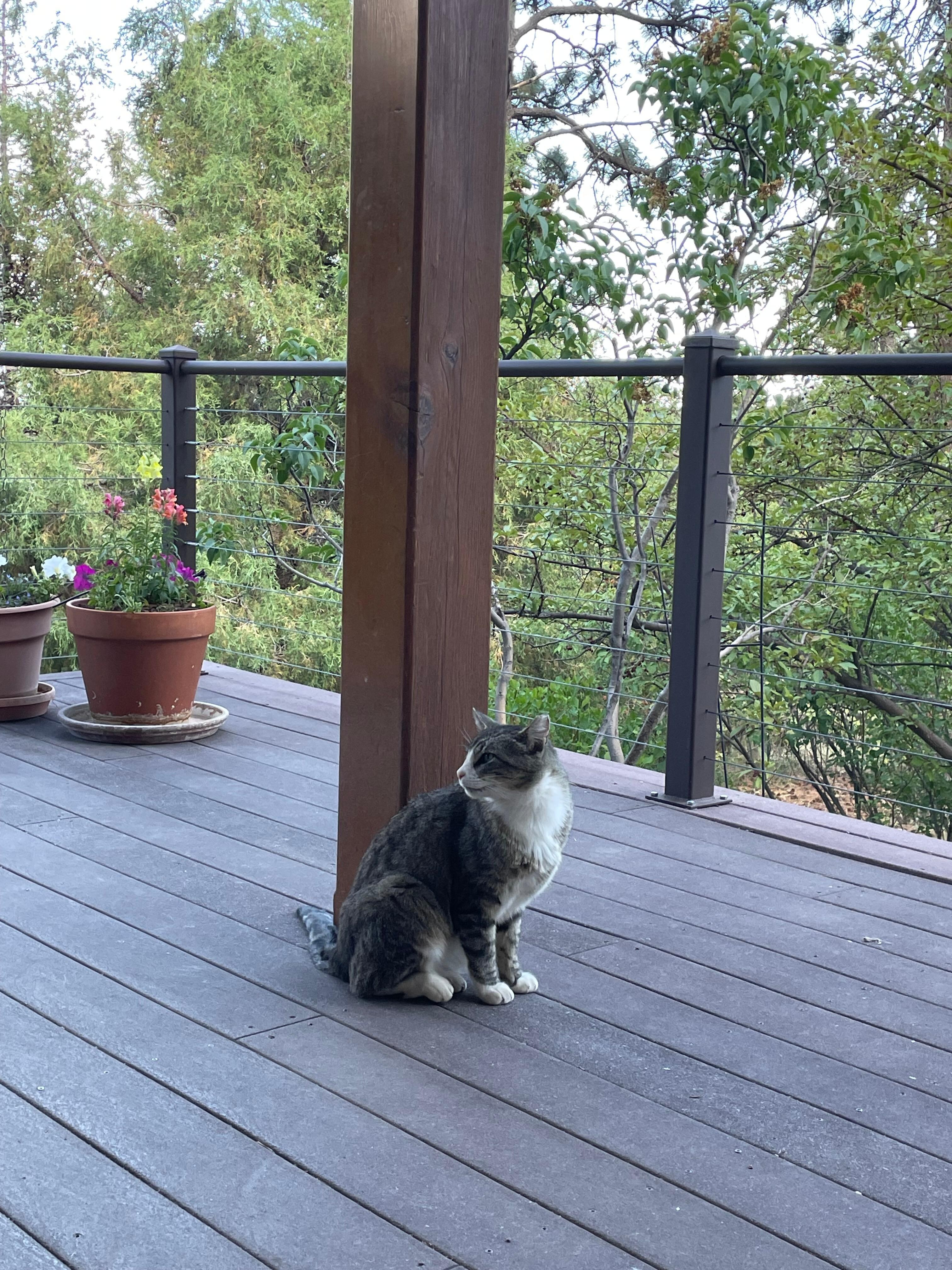 Friendly feline visitor, stopped by daily for scratches behind the ears and lake trout.
