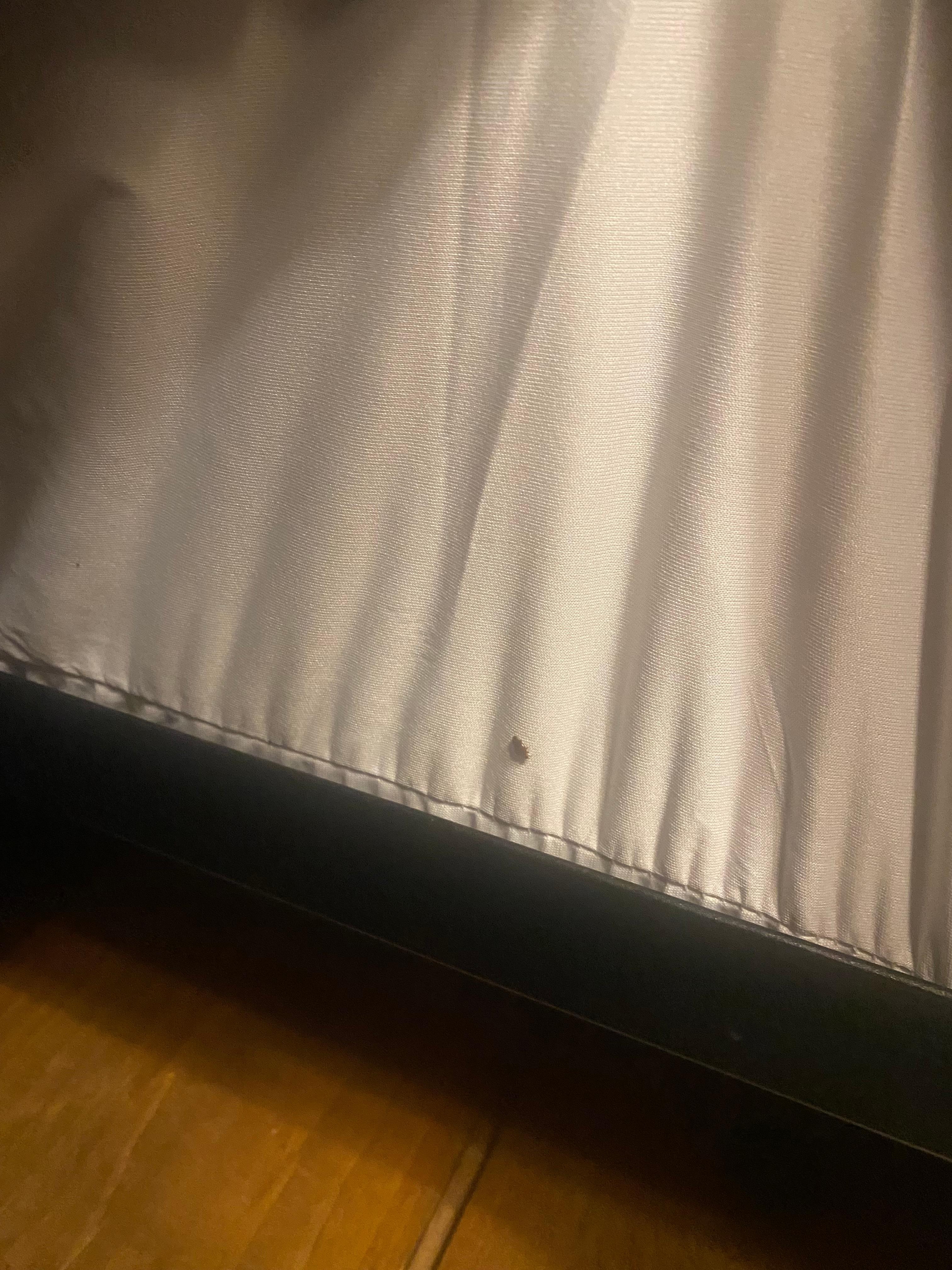 The bed bug we found