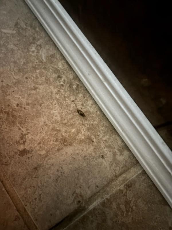 Roaches to us in Michigan means filth. When a home is unkempt amd dirty, roaches appear. So this to us was absolutely disturbing. 