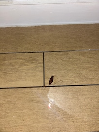 Cockroach they need more in fumigation.