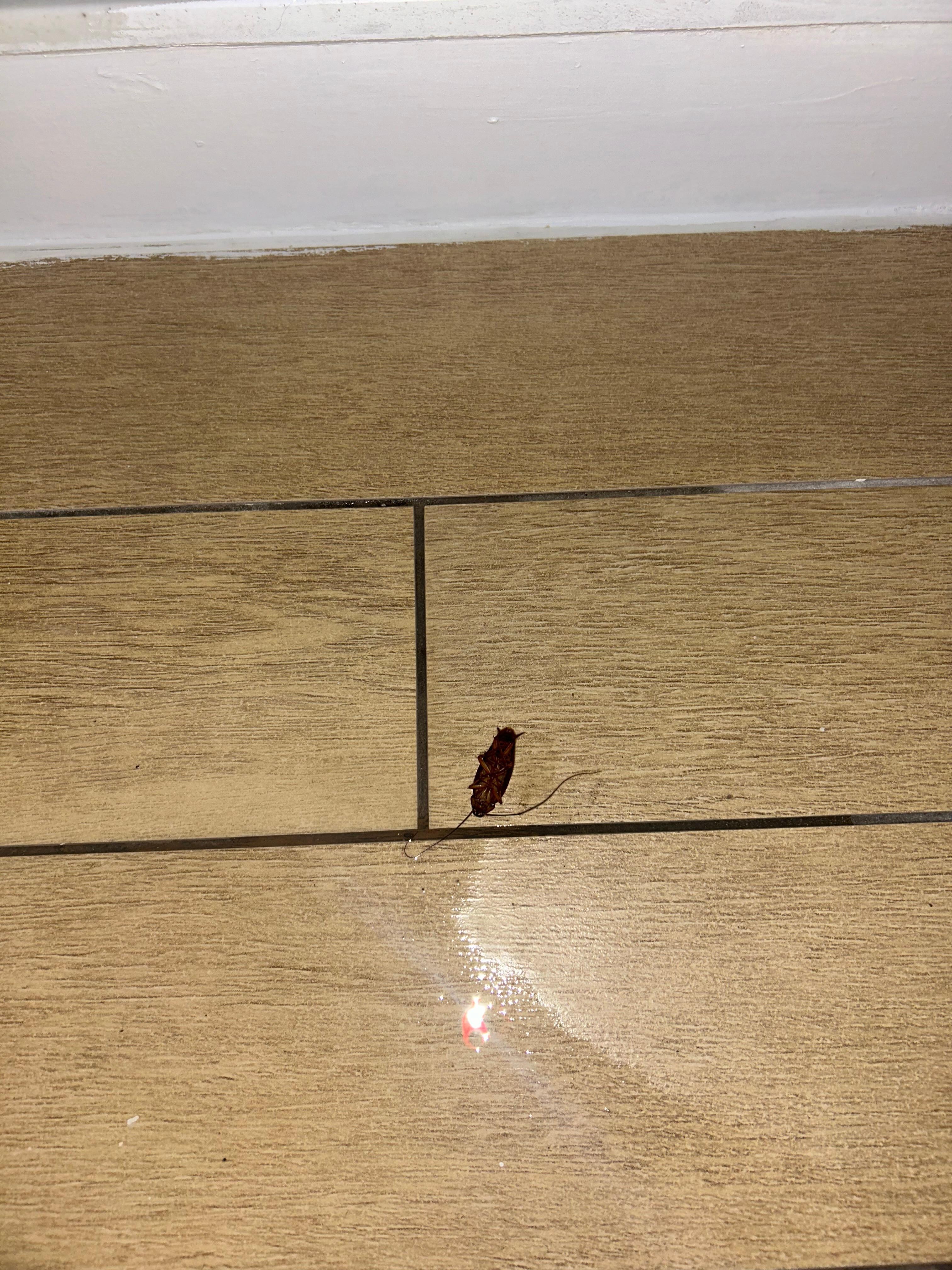 Cockroach they need more in fumigation. 