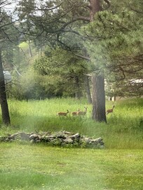 deer family