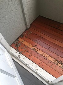 Dead wasps