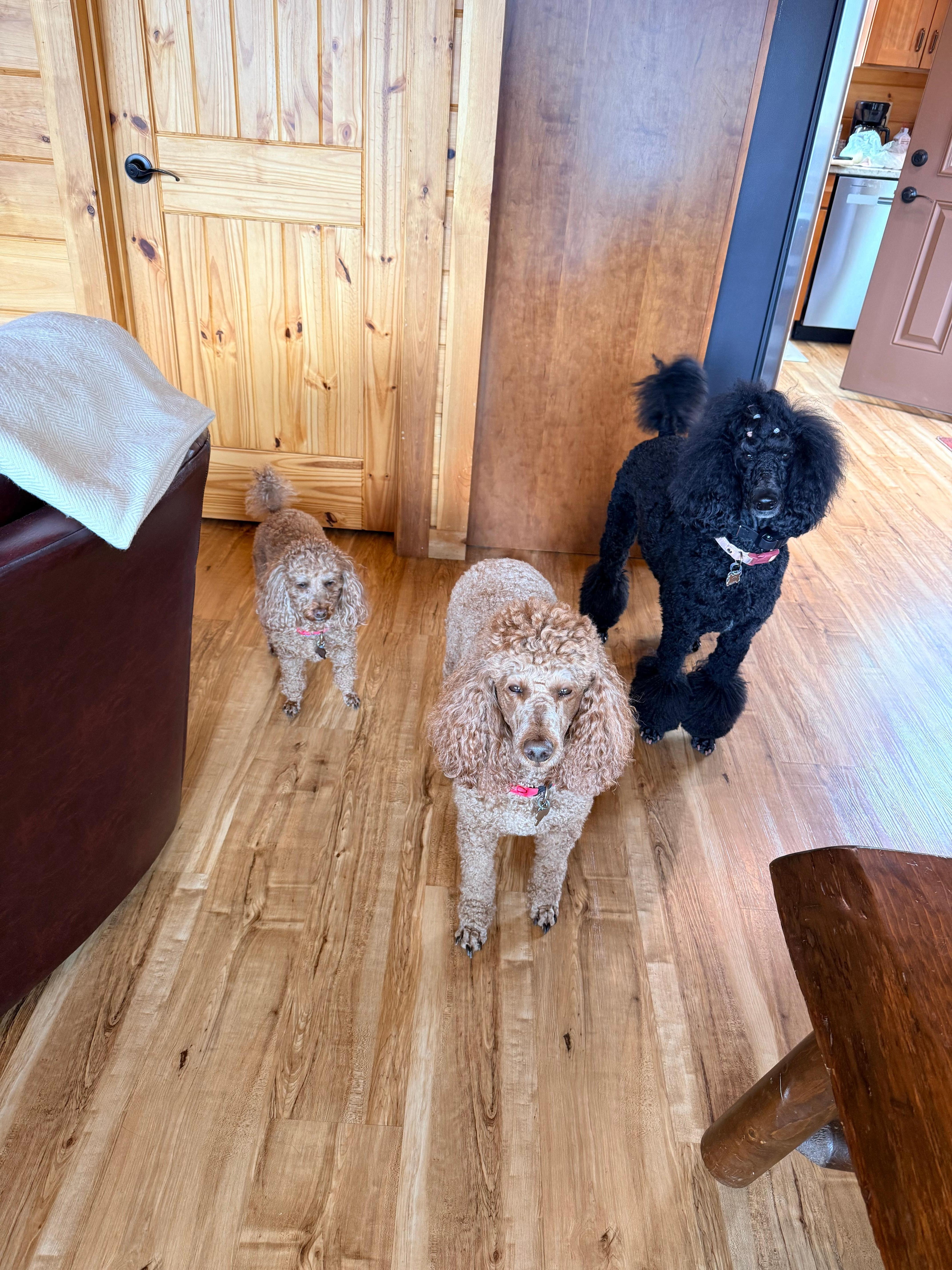 Our poodle kids! 