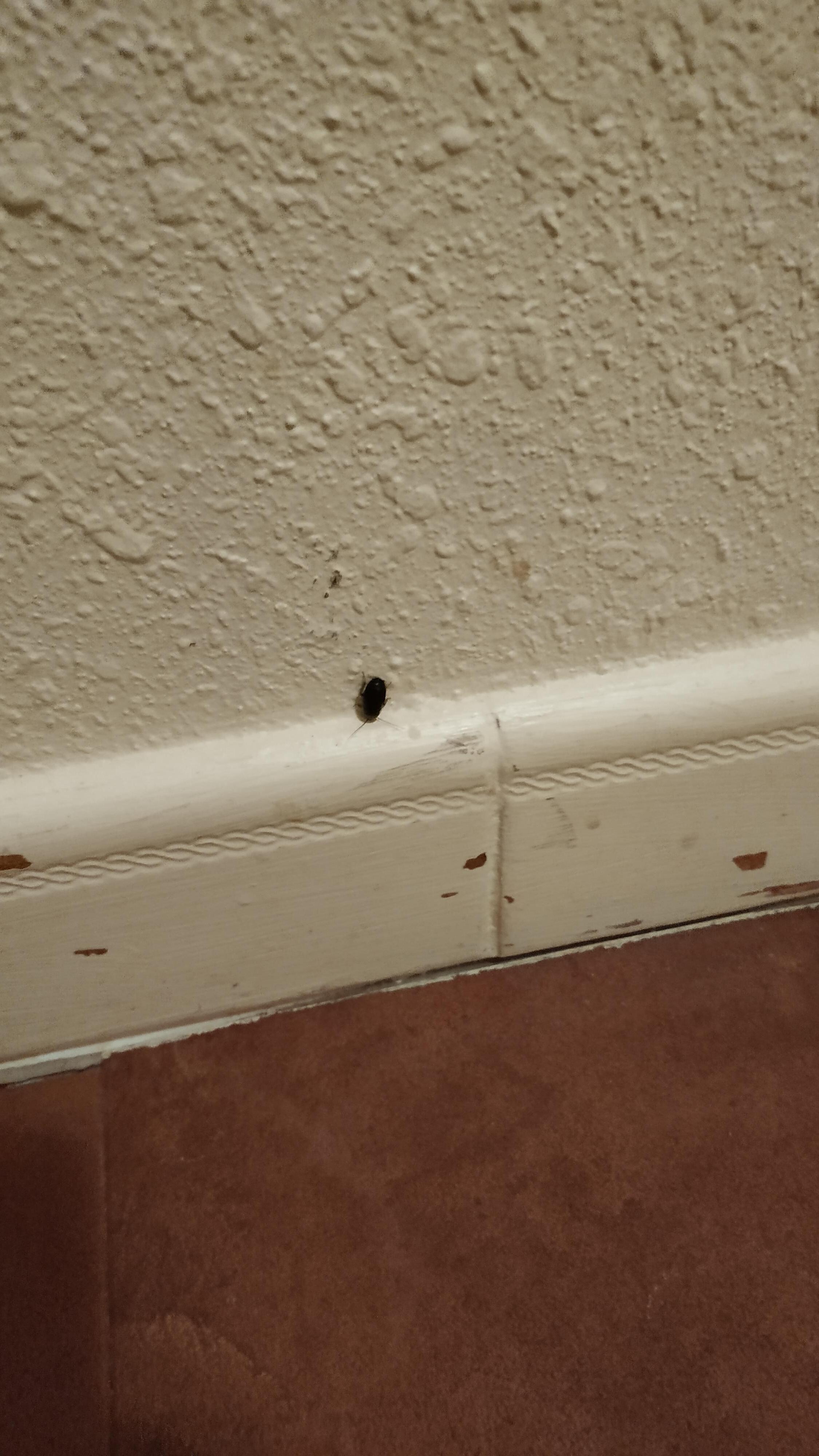 Insecte et peintures qui s'effritent