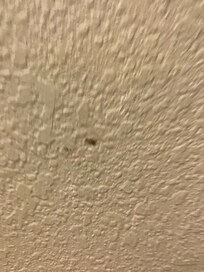 Bibitte écrasée sur le mur