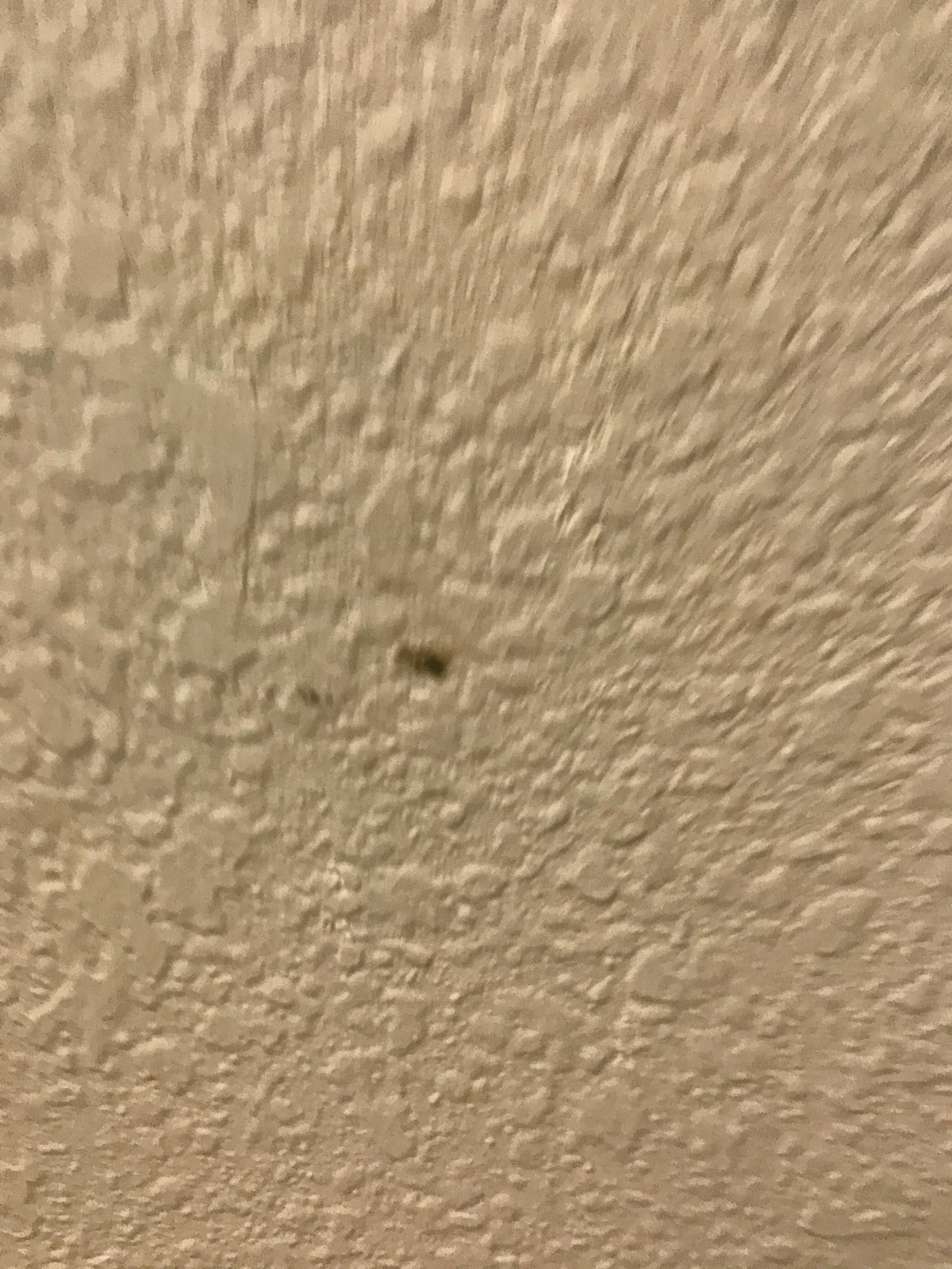 Bibitte écrasée sur le mur