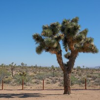 Another of the mature trees on property.