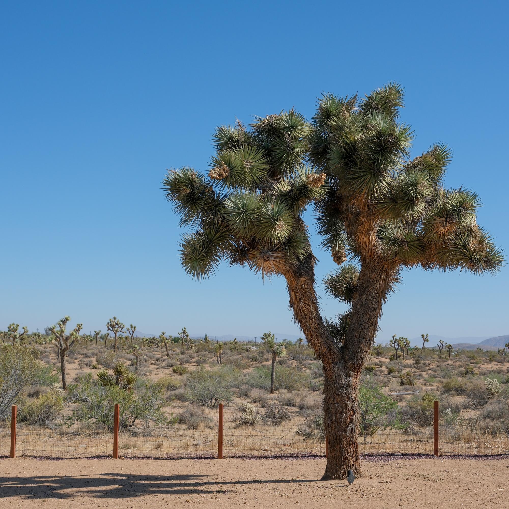Another of the mature trees on property.
