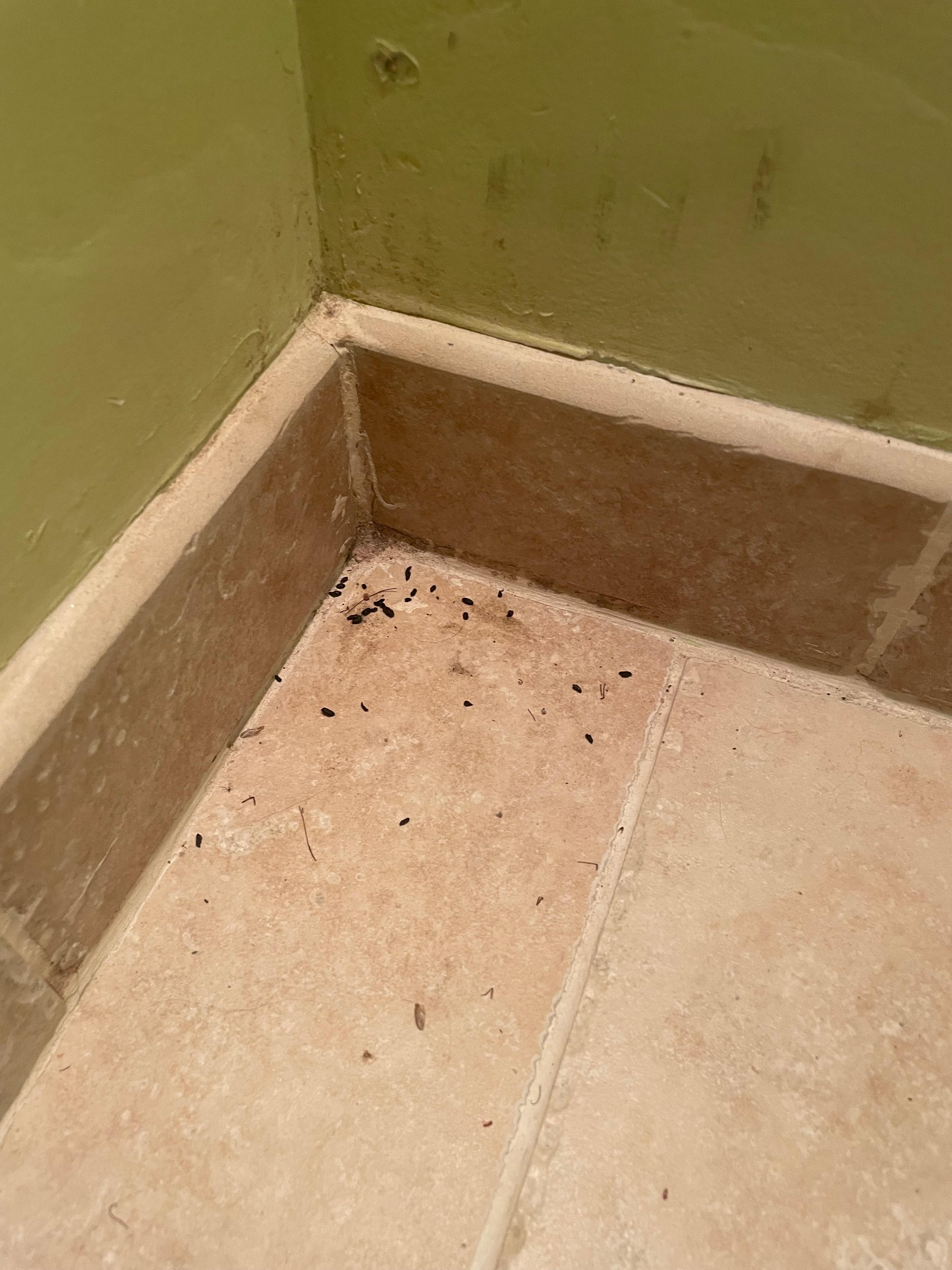 Mouse poop on the floor 