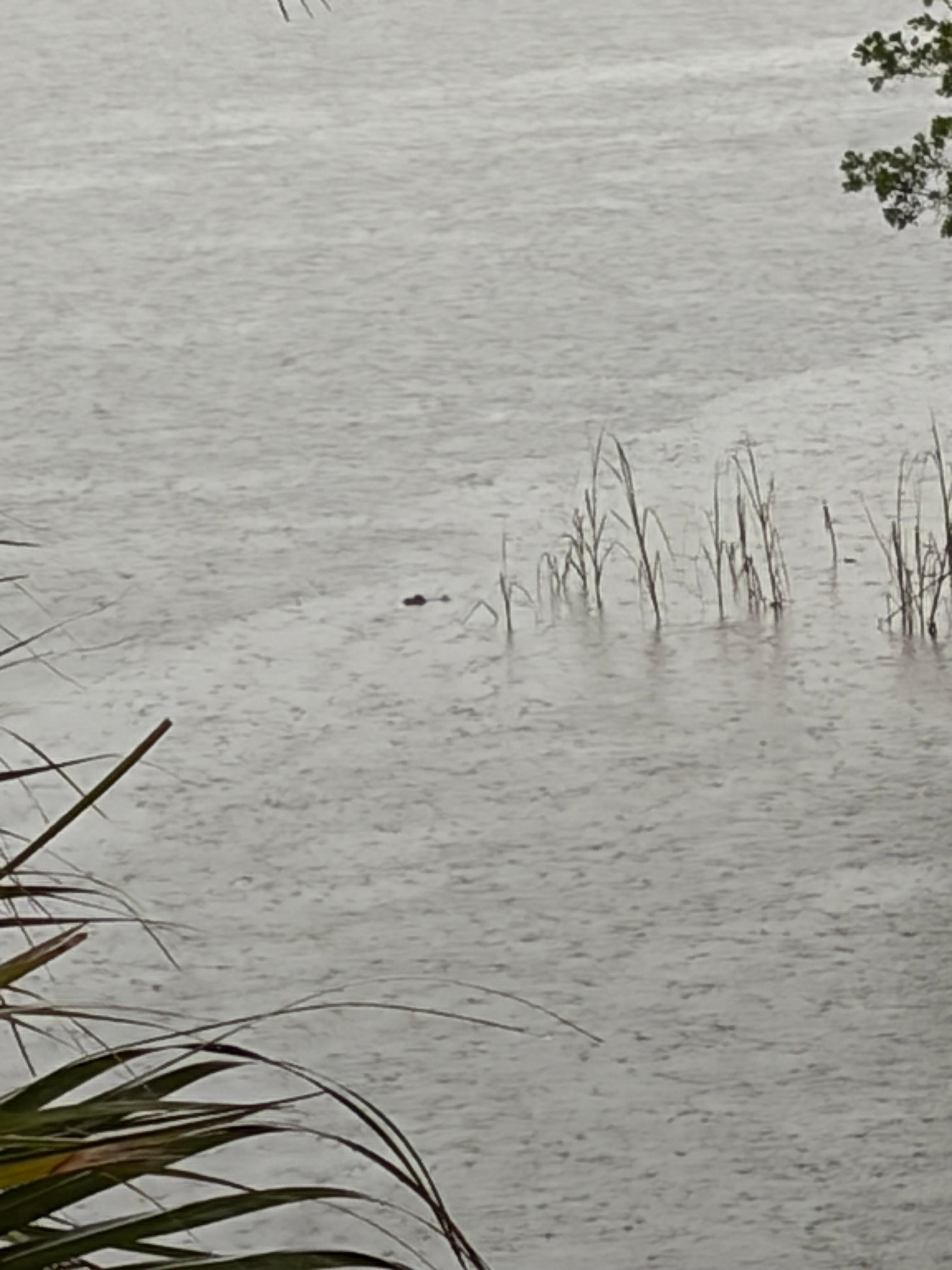 Small gator out back!