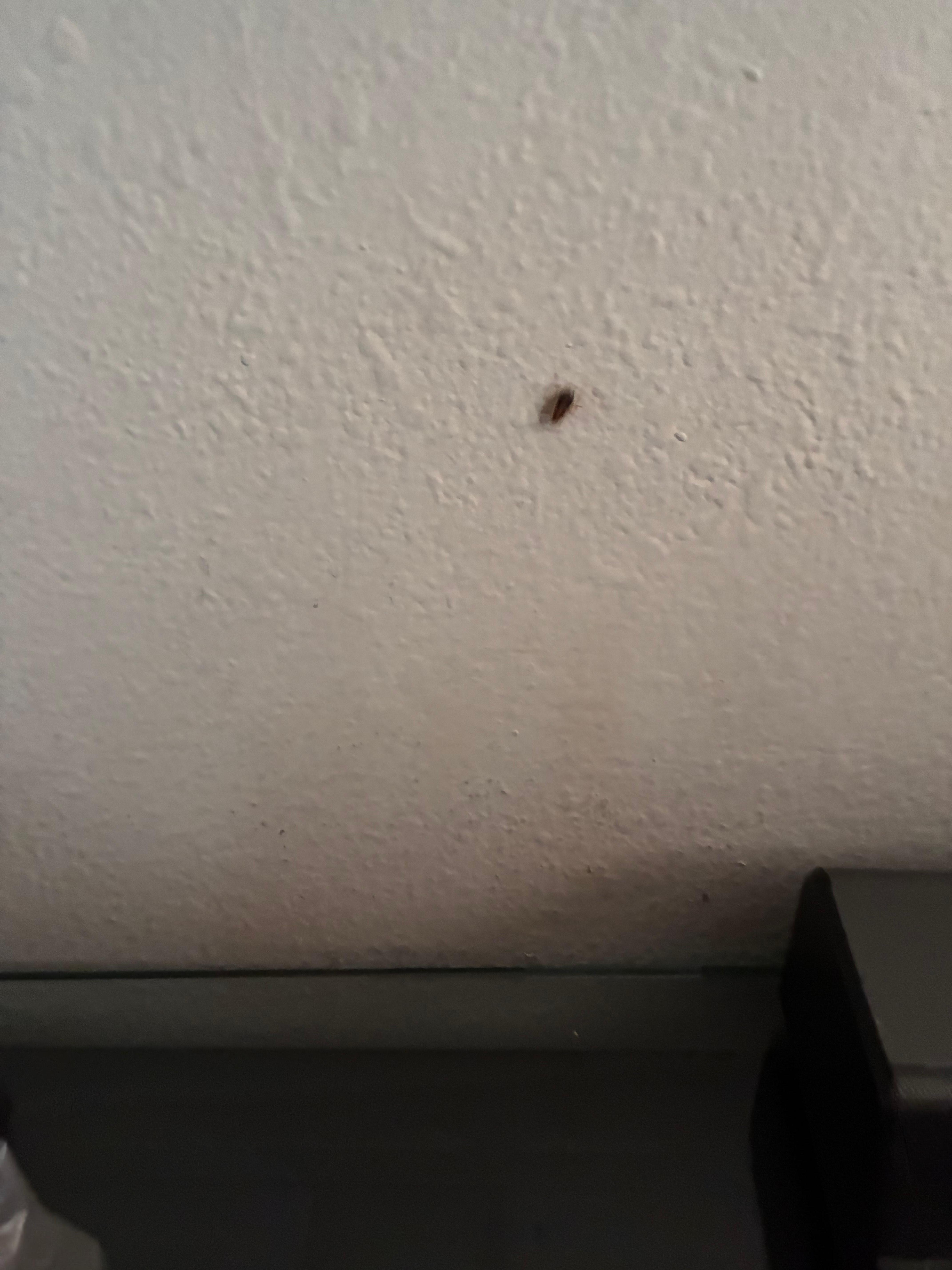 Roach crawling up wall 