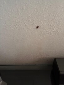 Roach crawling up wall