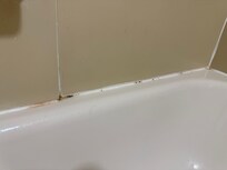 Mold?