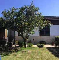 Citrus trees in the garden