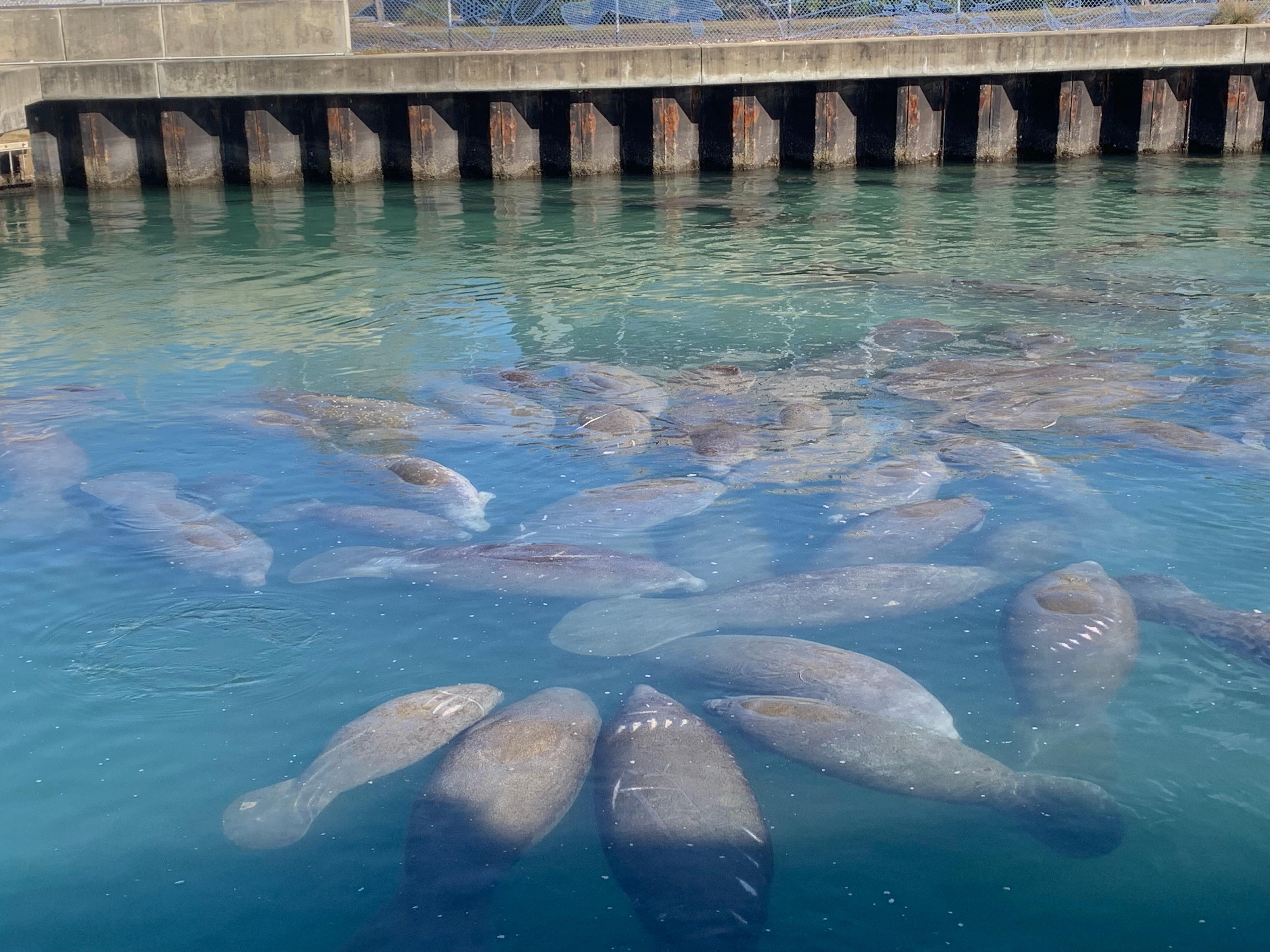 Manatee Lagoon a short ride away! Stop at the Tiki Bar on your way home. 