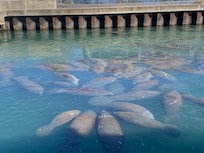 Manatee Lagoon a short ride away! Stop at the Tiki Bar on your way home.