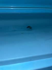 Whatever that was in the fridge that stunk