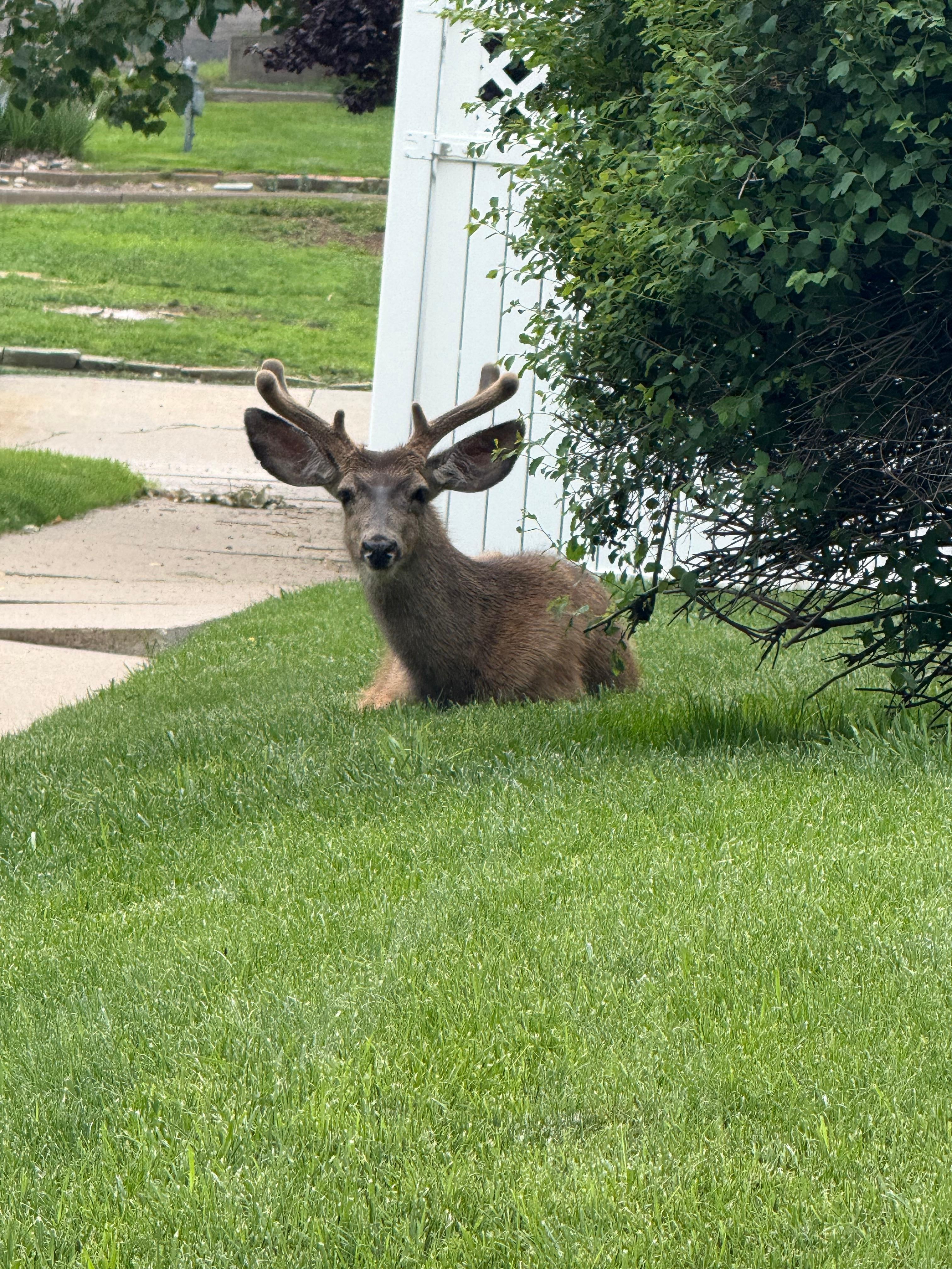 Wild life come down out of the hills in the cool of the day… 