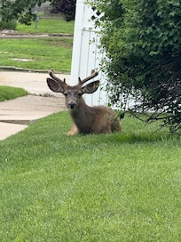 Wild life come down out of the hills in the cool of the day…