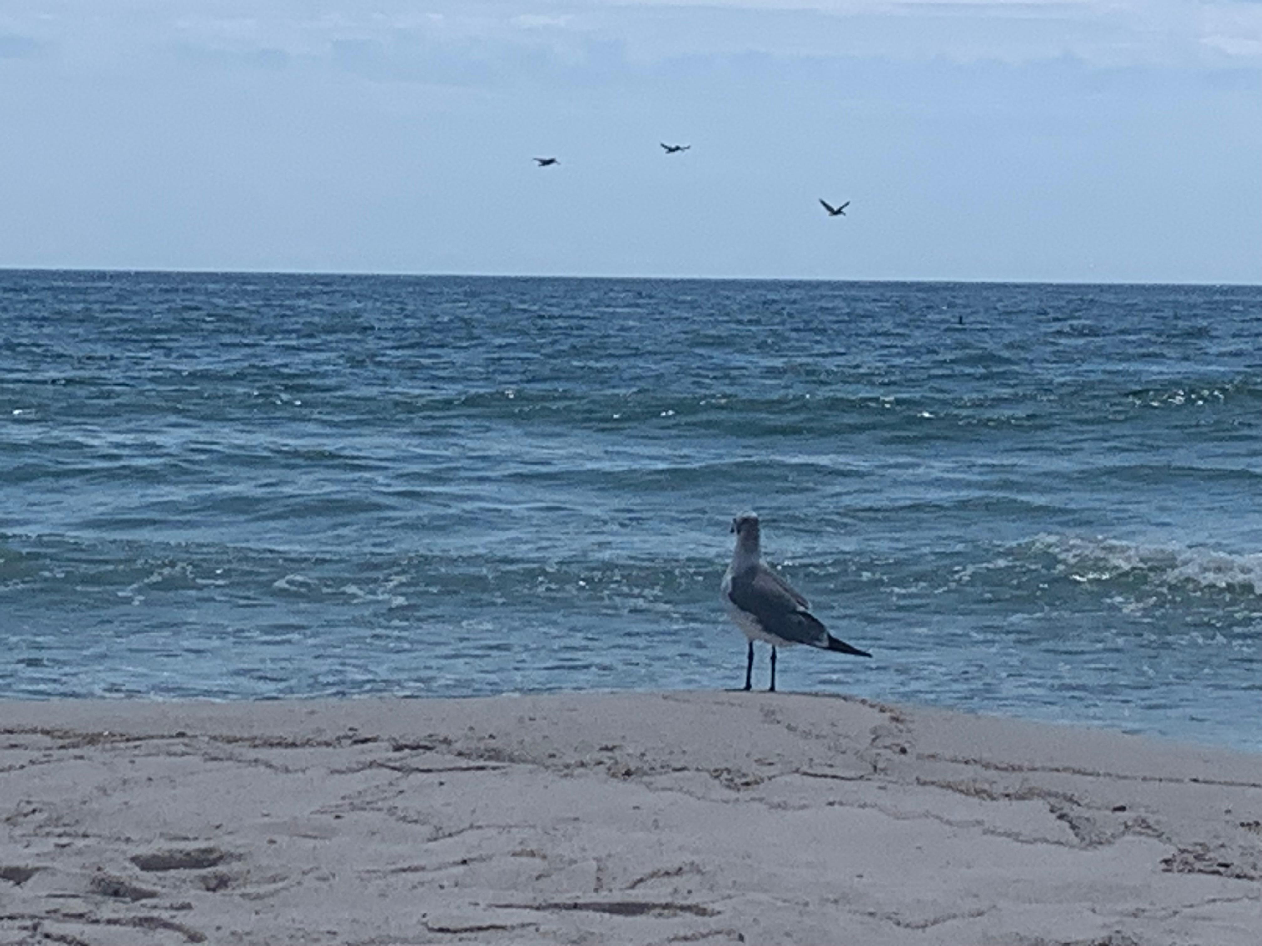 Beach time with new friends 