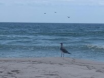 Beach time with new friends