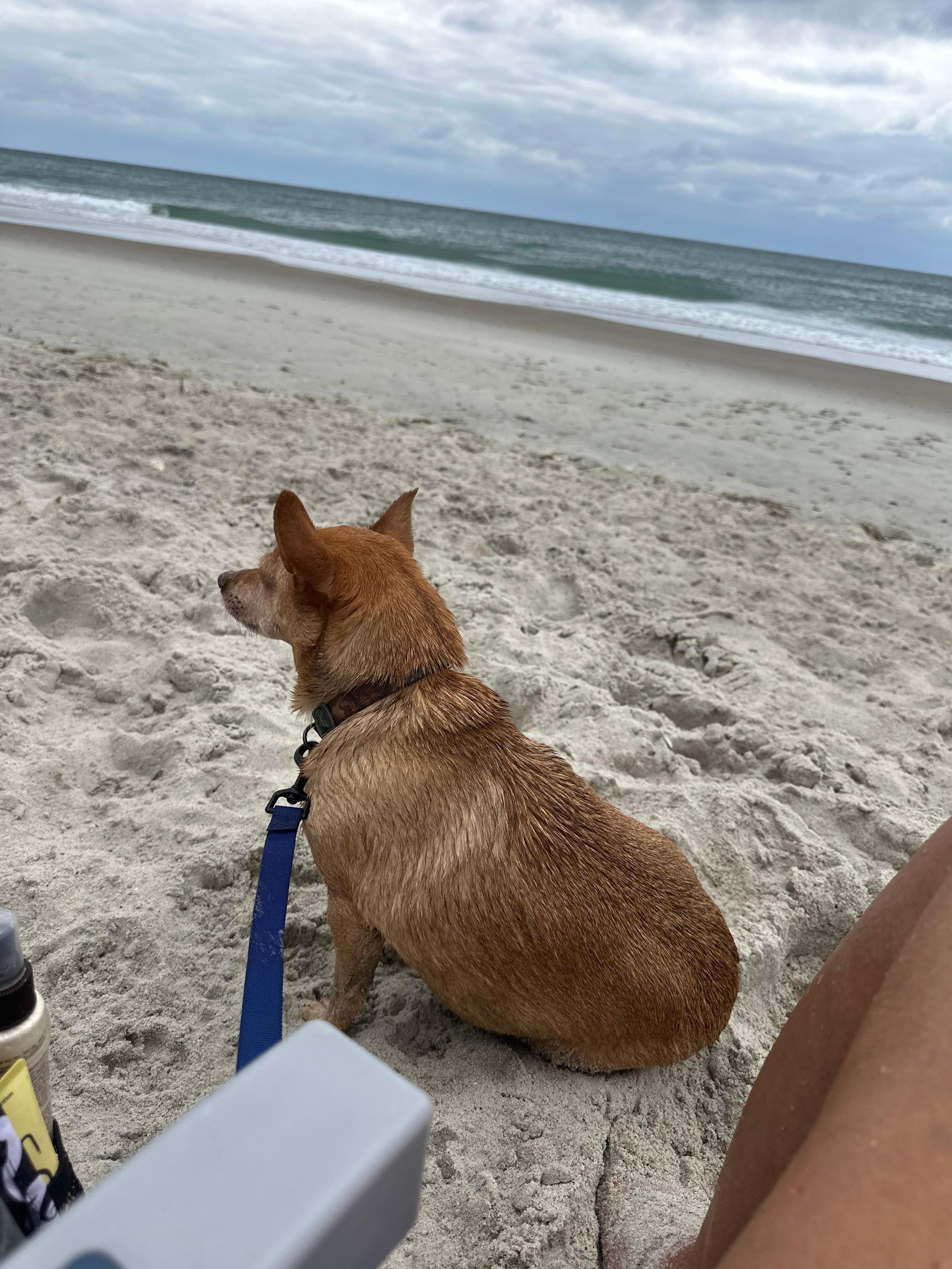 Cooper enjoying the beach. 