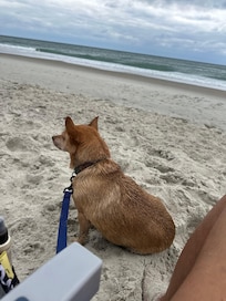 Cooper enjoying the beach.