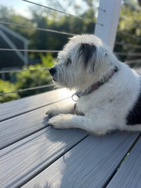our pup loved keeping watch on the deck!