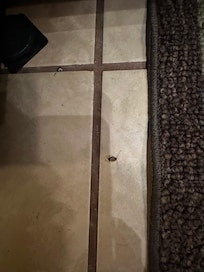 Cockroaches appearing all over the room