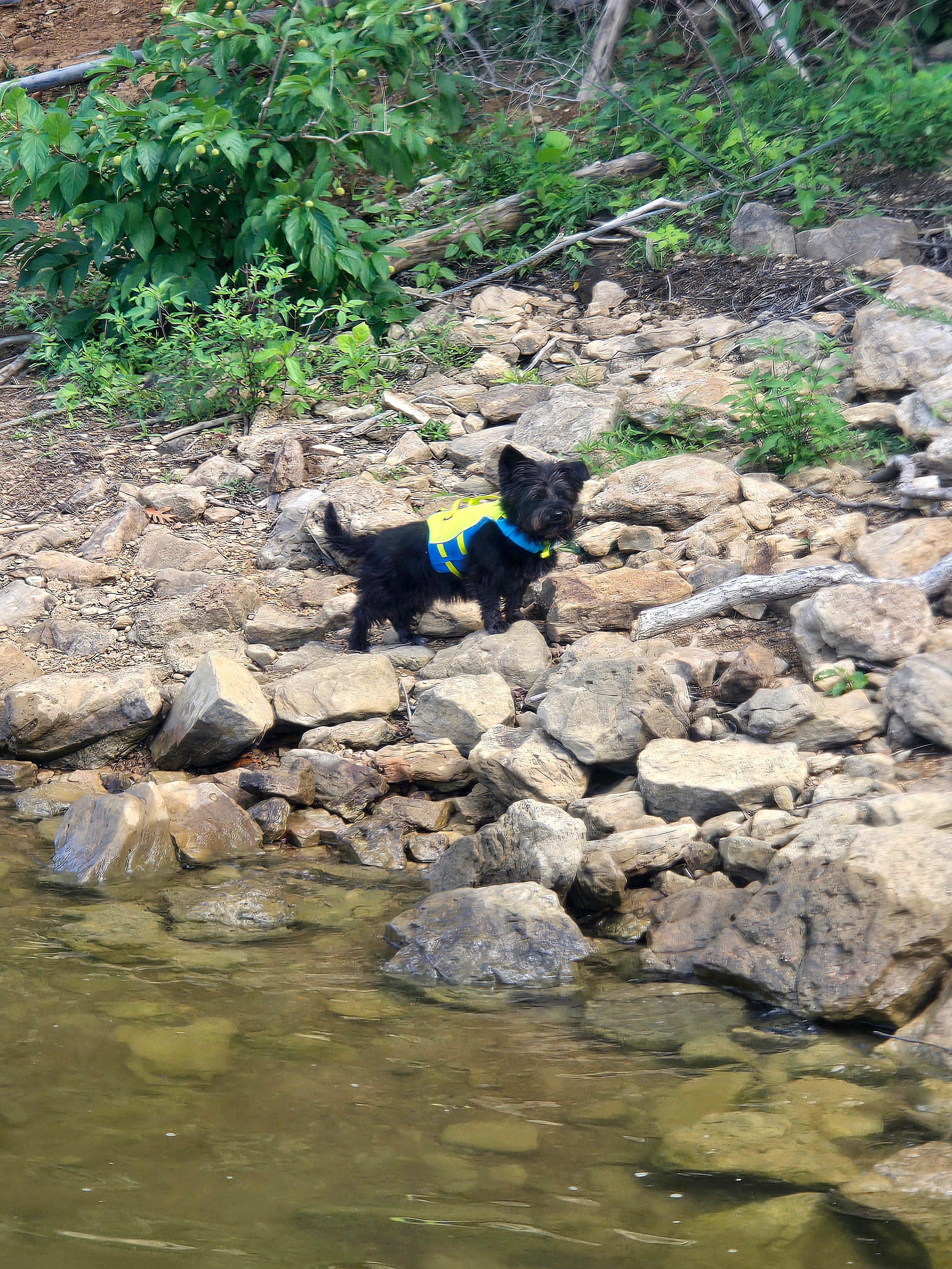 Plenty for pups to explore! 