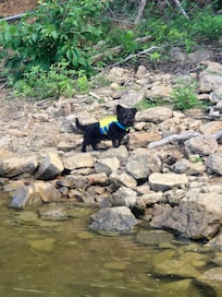 Plenty for pups to explore!