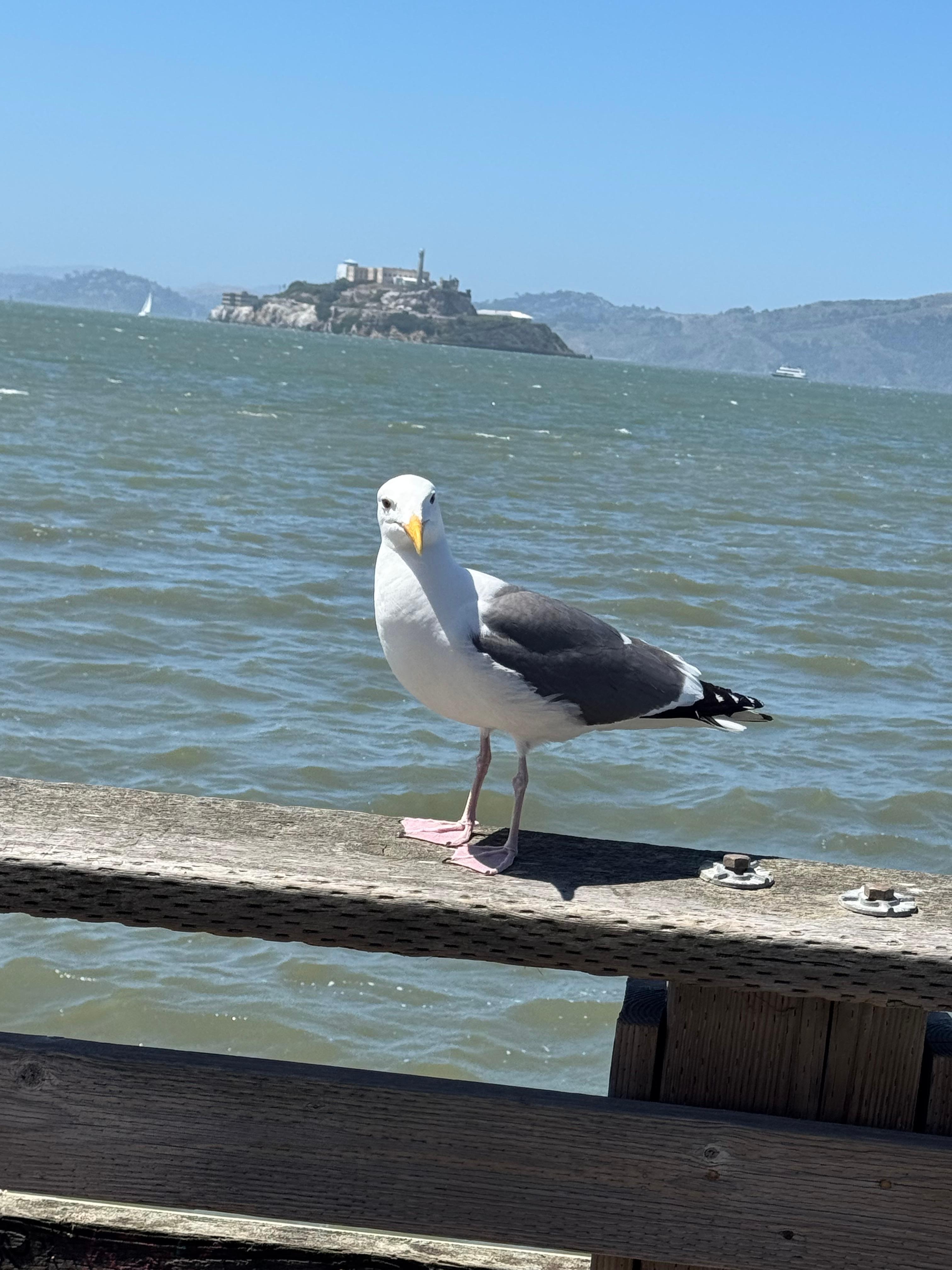 Seagull at the wharf 