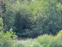 River/stream view.