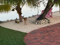 Key deer