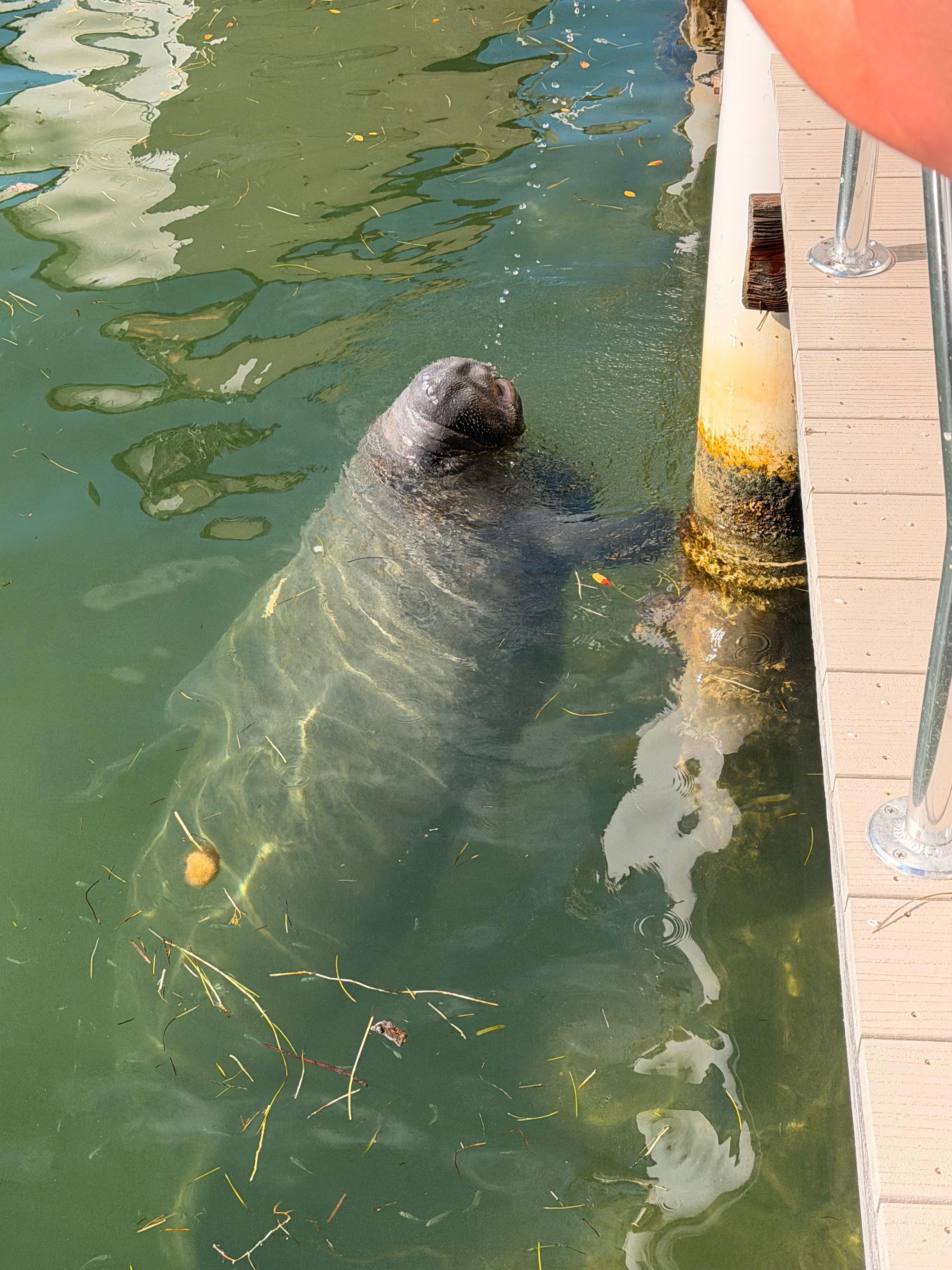 Manatee enjoying the hose while we cleaned fish.