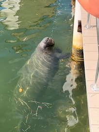 Manatee enjoying the hose while we cleaned fish.