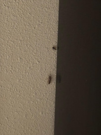 Roaches close!