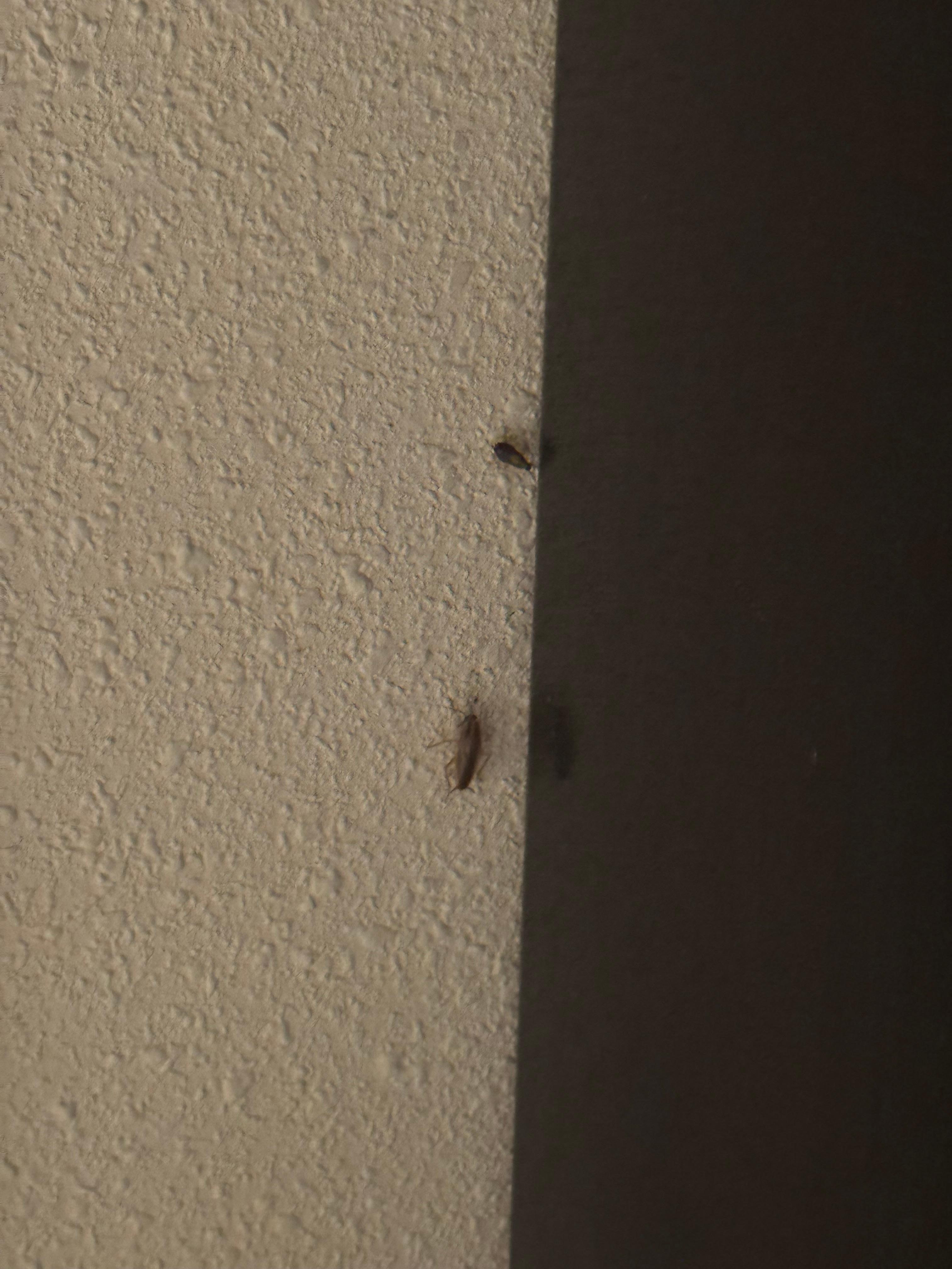 Roaches close!