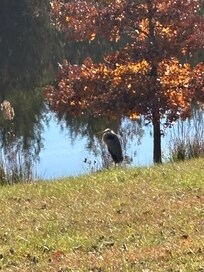 Blue heron at the pond