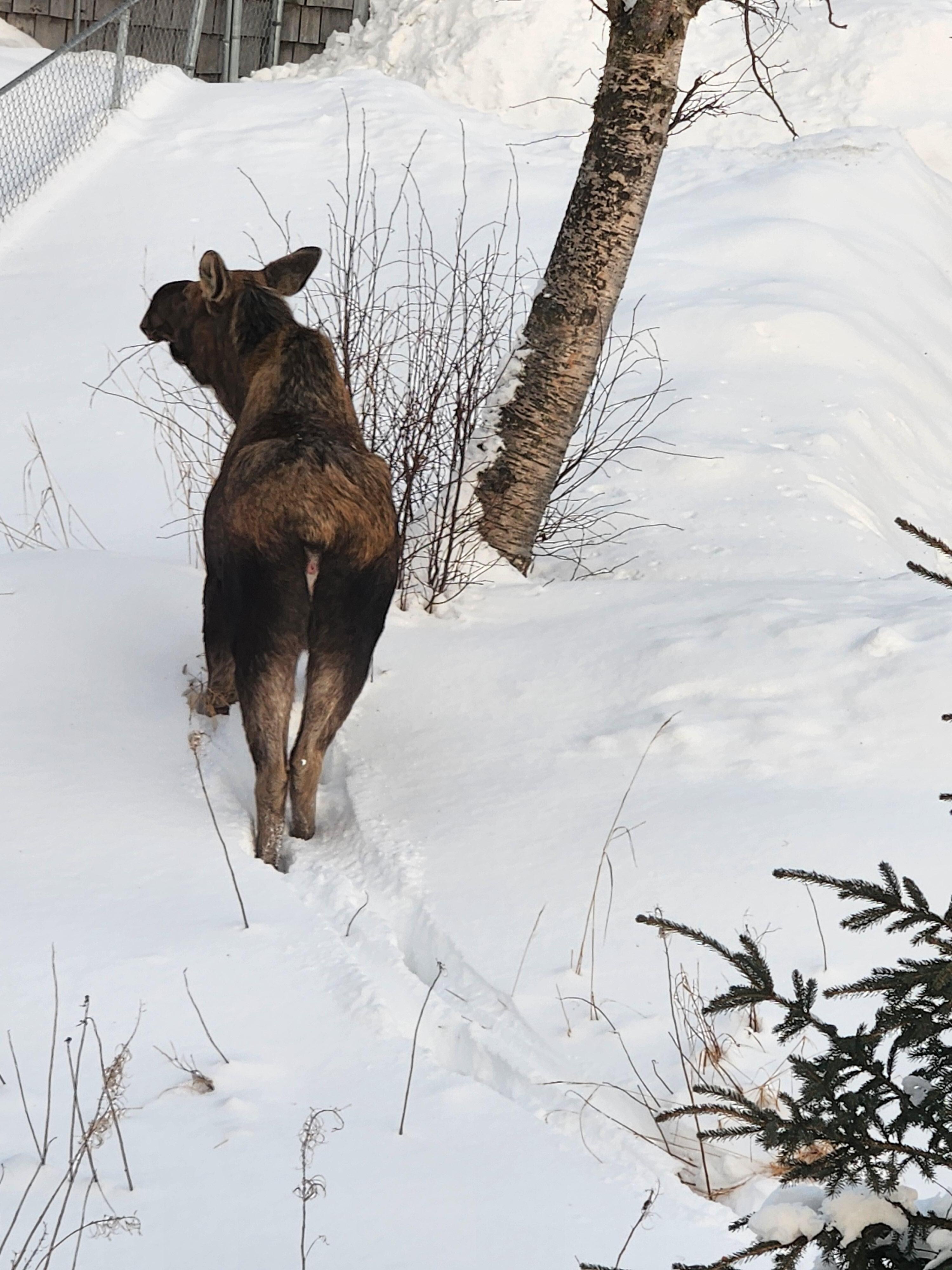 Moose wandering past.