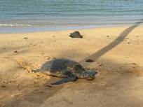 loved seeing the sea turtles